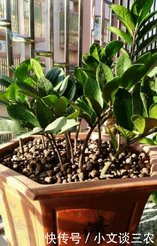 叶片扦插就能活金钱树,1妙招,成活率99%,加1料