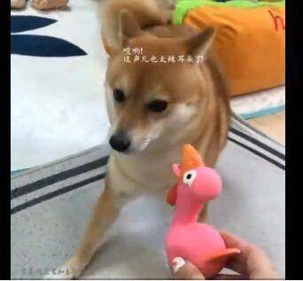 当柴犬遇到尖叫鸡,表面淡定内心却在瑟瑟发抖