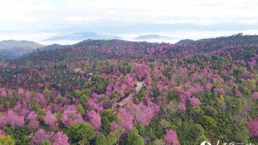 美！正在申遗的景迈山樱花盛放如十里锦绣