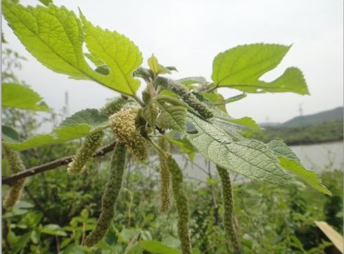 这种浑身是宝的树被称为"恶木",结的果实这个季节吃最好!