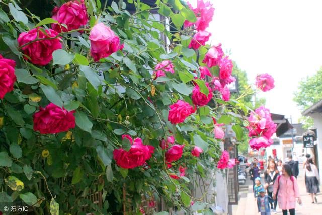 全国各地城市市花市树大全,你知道自己所在城