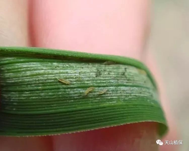 造成棉花多头的蓟马,春季在哪里活动