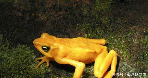 世界上陆生毒物种类极多,它们生性凶猛,那么它们之