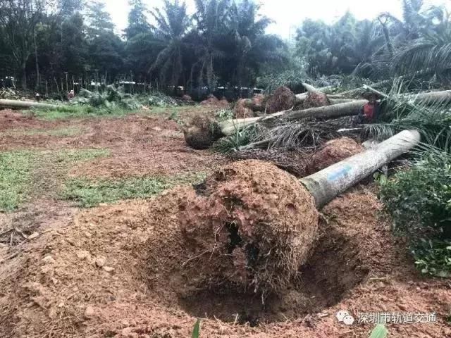 最新进展:接驳惠州地铁1号线的深圳14号线,施