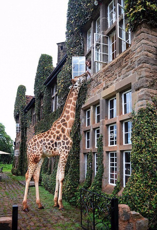 长颈鹿利用身高优势偷窥旅客的卧室