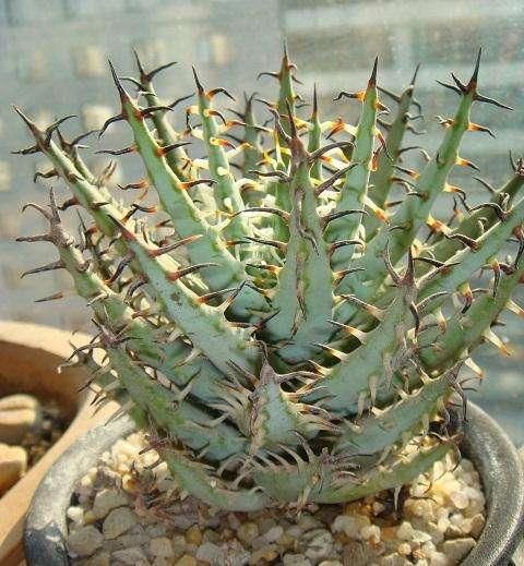 大树芦荟,好壮观!