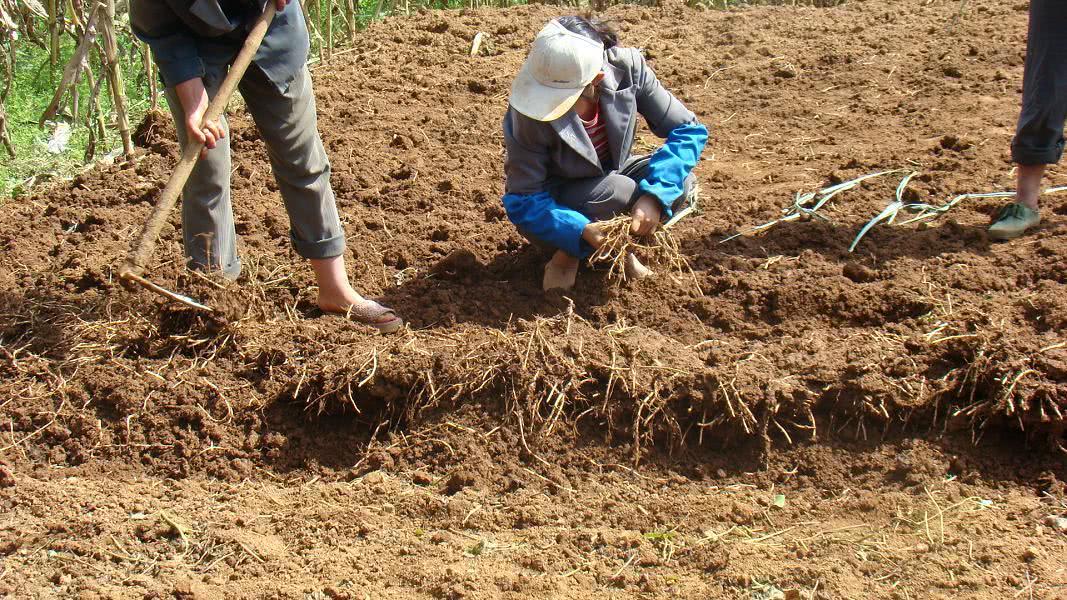 这种菜吃根不吃叶,有人说闻着恶心,被四川人当