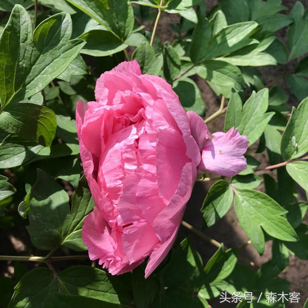 芍药和牡丹哪个更好养(为什么家里不能养芍药花)