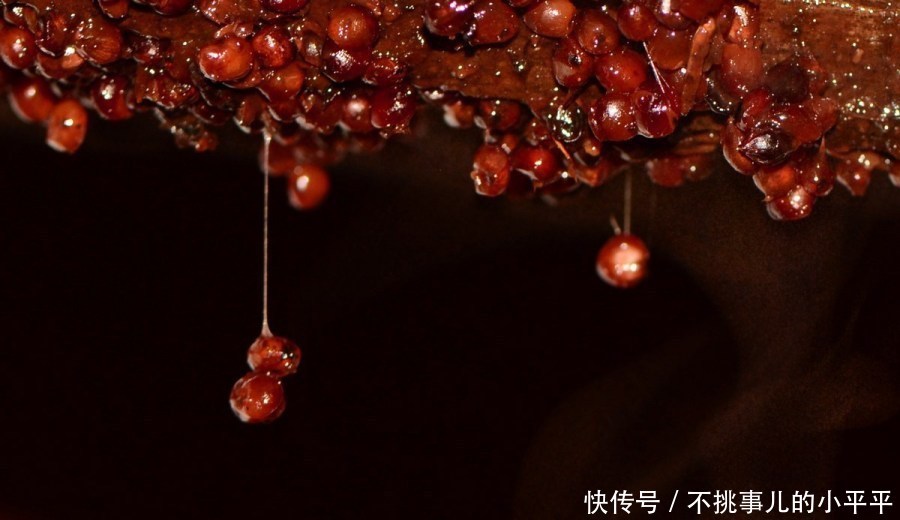 酿酒工艺:为什么说糯高粱是最适合酿酒的原料