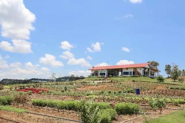 因为藏了一个萤火虫森林成为孩子们的最爱海岛!