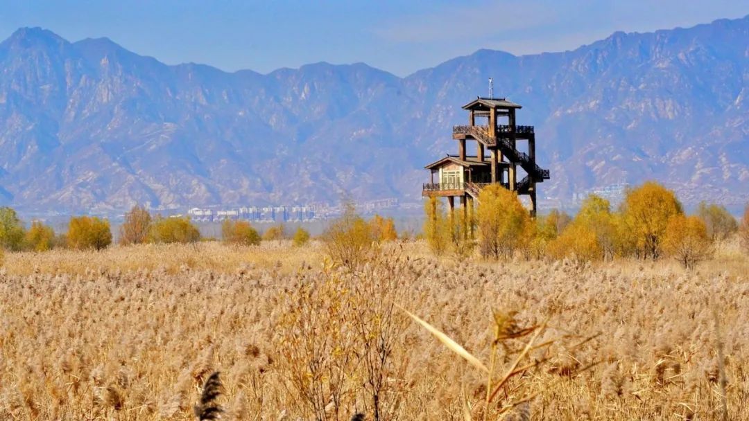 "天然氧气"与你邂逅延庆野鸭湖"金色海洋" 追寻"诗和远方"