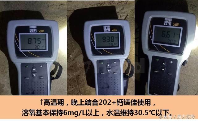 土塘养虾62天33头,最高亩产近5000斤!钦州德