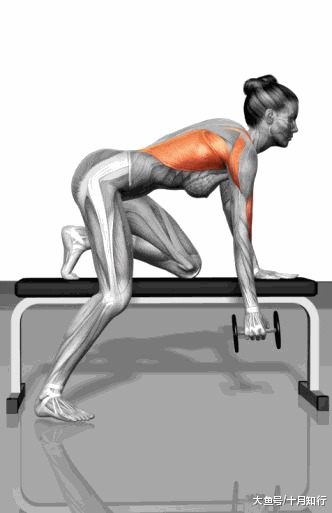 初到健身房一脸蒙圈? 24个肌肉训练动图与详解