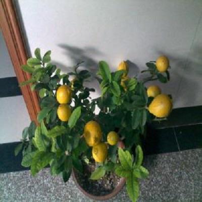 家庭种植盆栽柠檬的方法