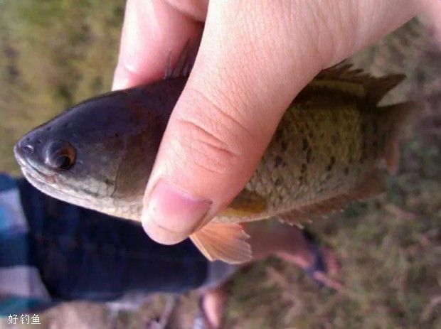 魚,他的鰓呈玫瑰瓣狀,正是因為它有這種特殊的鰓,所以把它撈出來數