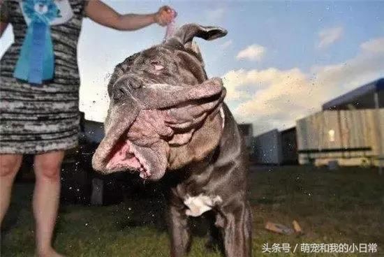 家明令禁养的五种恶犬:藏獒都没上榜,这些狗绝