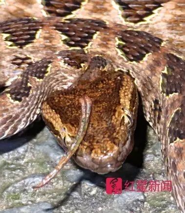 没看清楚?来,上大图(慎点):蛇头上怎么就长出了一只“角”?这是怎么一回事?新品种?还是“洞中千年修此身”?
网友戏谑地称,这是“自带天线”,“再长一只(角)就是龙了”,也有网友猜测“可能是变异了”……赵力先生疑惑了,一众网友也疑惑了,就连两栖动物学业内对此都有了关注。图为赵力近距离拍摄的蛇照。
