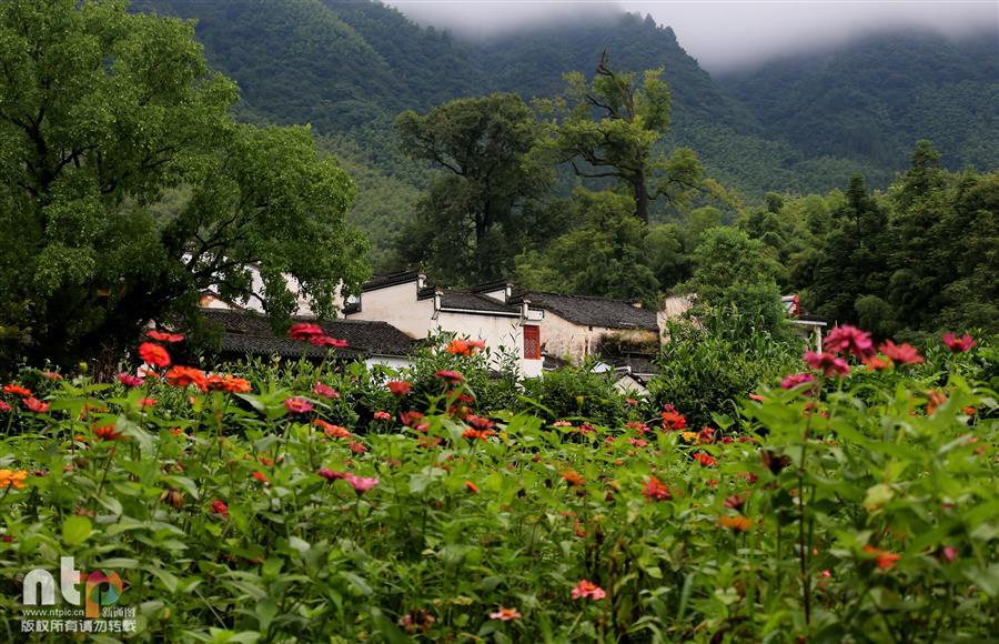 美如画!格桑花海映美皖南塔川古村落 徽派民居镶嵌其间