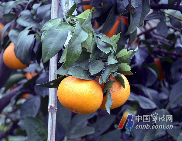 象山"红美人"丰收 市场价每公斤超60元