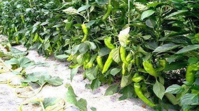 农村里的奇怪辣椒树,高度长达5米,一年四季采摘不停歇