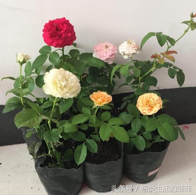 很多花友不知道月季盲枝盲芽是啥样的,其实还