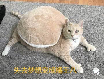 一只胖出天际的橘猫,连手指头都有了,网友一看