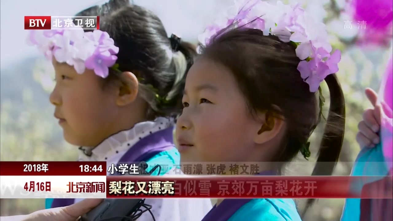 千树万树白似雪  京郊万亩梨花开 千树万树白似雪  京郊万亩梨花开