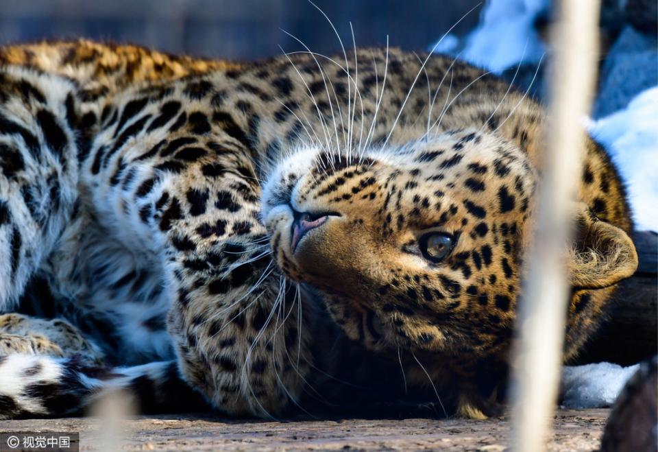 俄罗斯动物园西伯利亚虎亮相 狂野性感又迷人