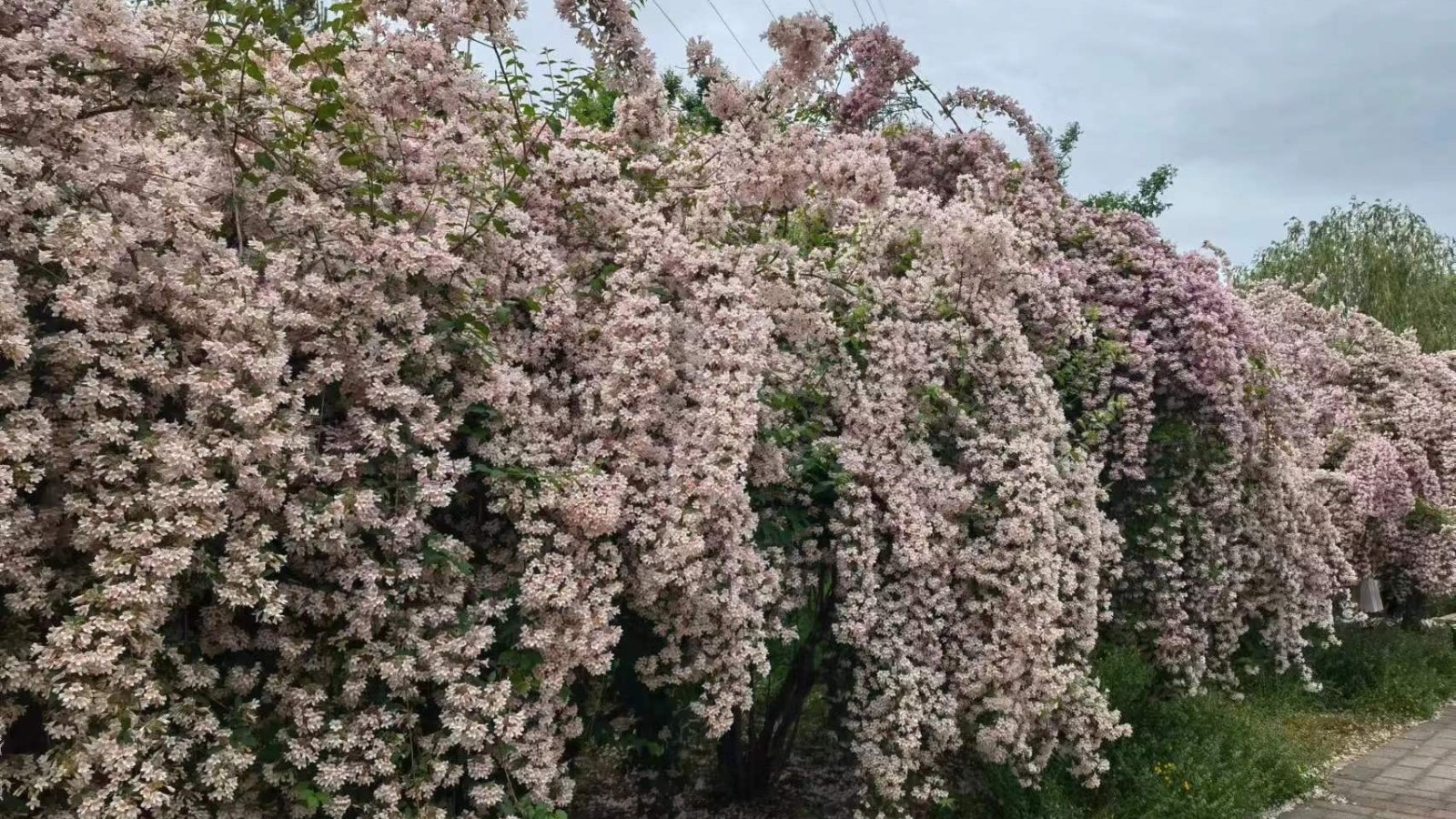 猬实花海!小众品种花花成了北京五月顶流打卡地! 猬实花海!小众品种花花成了北京五月顶流打卡地!