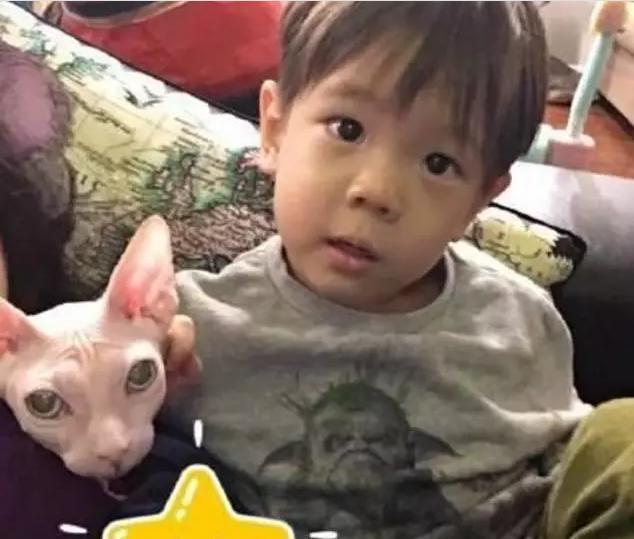 霍思燕家的猫生了5只值15万的小崽,王思聪家连