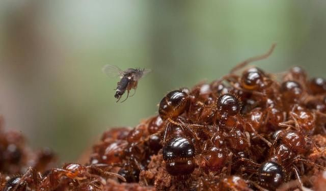 食蚁兽能够战胜红火蚁吗?