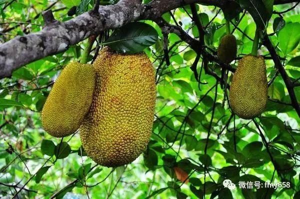 菠萝蜜是凉性还是热性水果以及波罗蜜对人体有