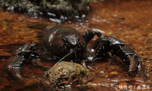 世界最大的小龙虾,最长活到40年,重10斤,网友: