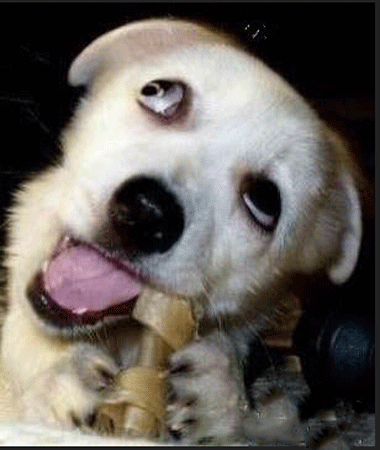 搞笑内涵:有个学渣哥哥是怎样的体验