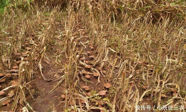 农村美女玉米地里种这种野味,供不应求,年收入