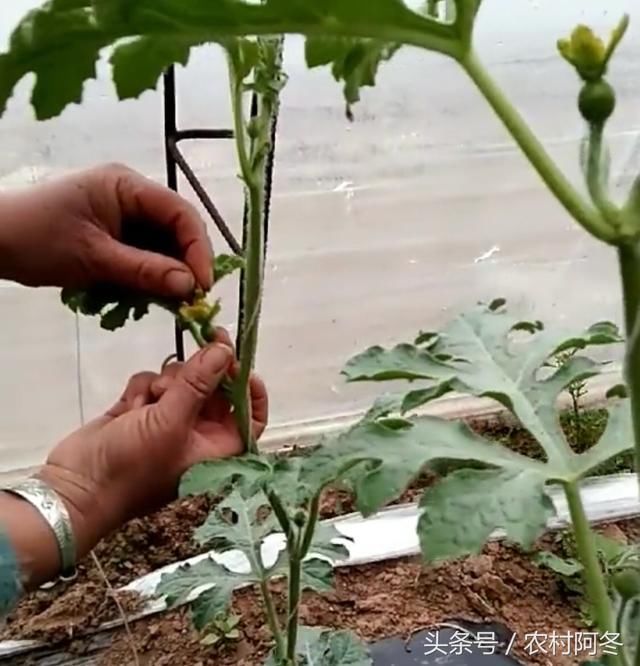 农民大棚种植西瓜,棚内没有蜜蜂授粉,为何西瓜