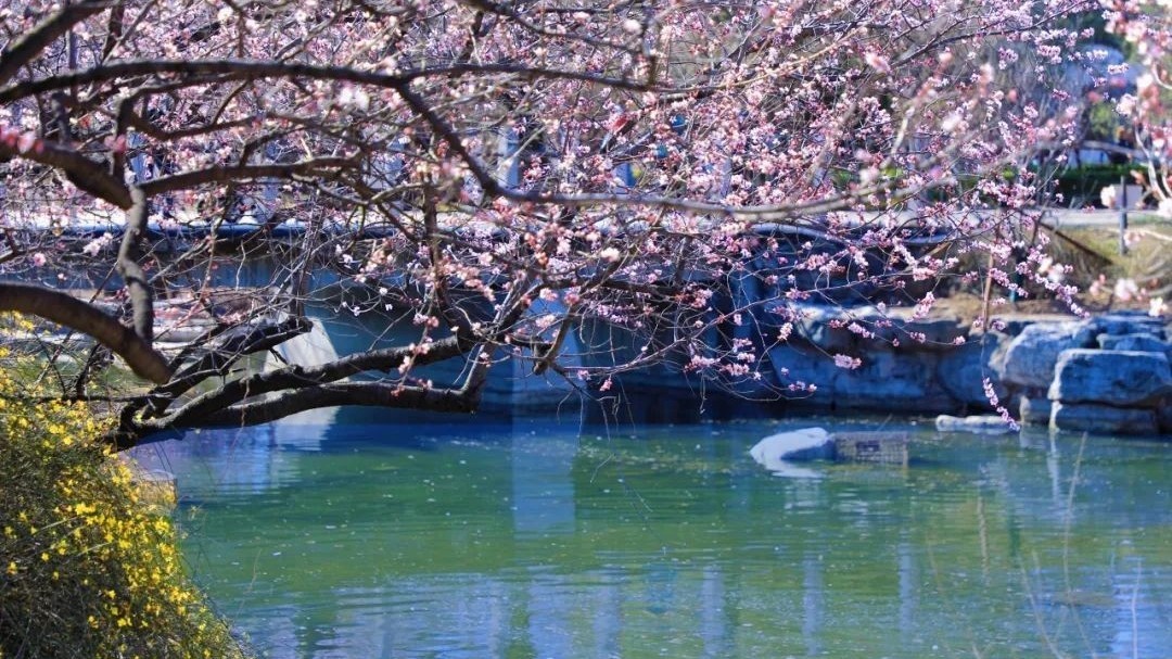 北京春日追花攻略——国家植物园（北园）