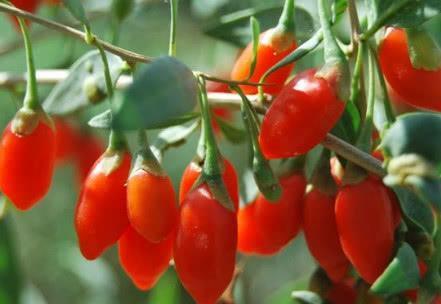 枸杞泡它效果翻倍,被称男人的发动机,让你变