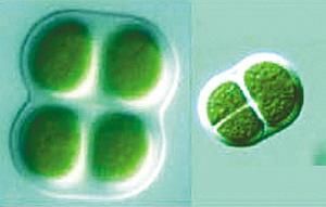 史上最大胆改造火星计划,释放一种生物覆盖全