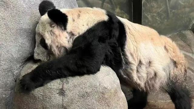 蜂花回应“认养大熊猫丫丫”：正在沟通了解认养程序