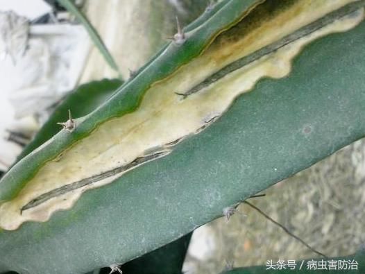 火龙果茎腐病:从发病原因到综合管理方案