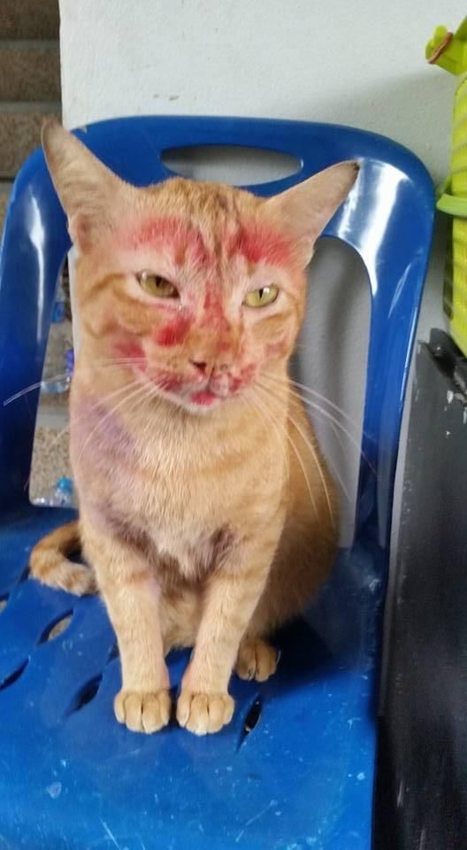 不停的喵喵直叫,而且网友这个时候发现猫咪脸上的血痕好像有点不对劲