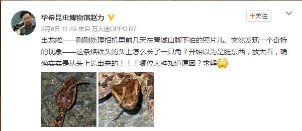 或许你对这歌、对这词不陌生，甚至还能自带节奏不自觉地哼唱出来（暴露年纪的时候到了）。青城山下有白蛇，千年修行练此身，在传说里，这并不奇怪。可是在近日，青城山下的另一条“成精的”蛇，也火了。这是怎么回事？
出龙啦——刚刚处理相机里前几天在青城山脚下拍的照片儿。突然发现一个奇特的现象——这条烙铁头（蛇类名）的头上怎么长了一只角？

9月6日，成都华希昆虫博物馆馆长赵力在朋友圈与微博上展示的这条烙铁头的照片，一下就引起了网友的关注。图为华希昆虫博物馆馆长赵力发布的微博。