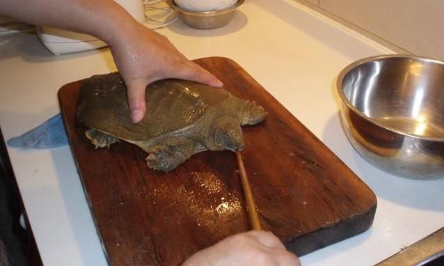 甲鱼详情杀法和做法,常吃红烧甲鱼身体棒~荤香