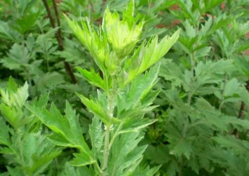 艾叶煮水喝有什么功效呢?却有很多人会忘记它