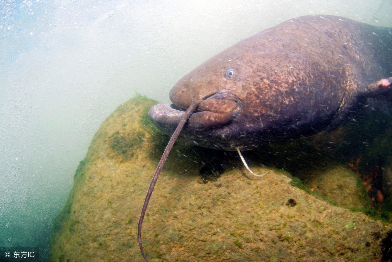 现在的人都不怎么吃鲶鱼了,这是怎么回事?