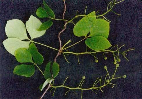 一味民间草药, 配上这几个护理方法, 腰间盘突出用一个好一个