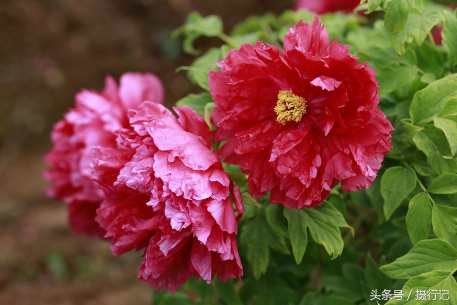 2018年4月6日,湖北宜昌,天氣晴朗,正值清明小長假,三峽植物園裡的1500