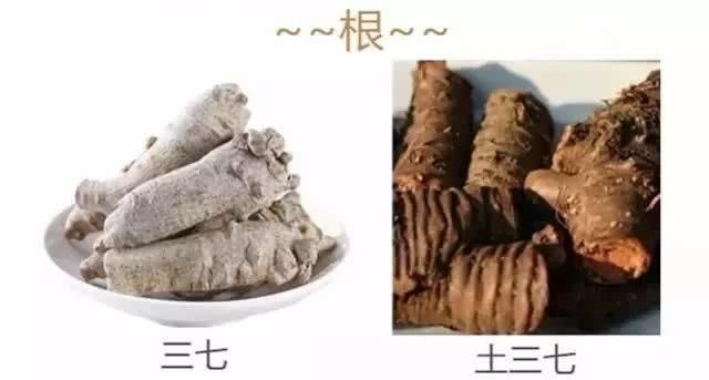 别把土三七当三七,已经有人送命了