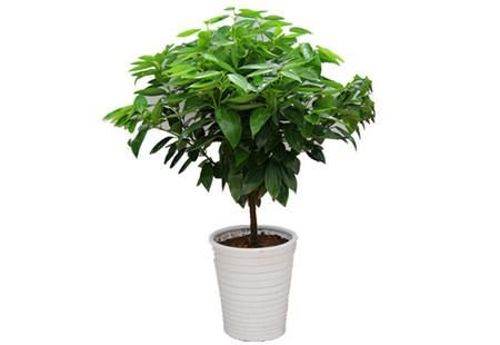 家中常见绿植平安树促新芽的方法!